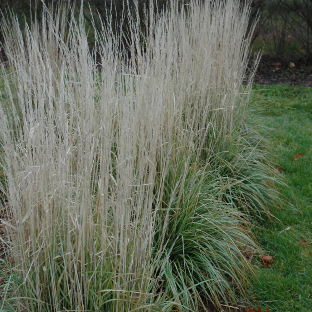 Calamagrostis x acutiflora 'Avalanche'