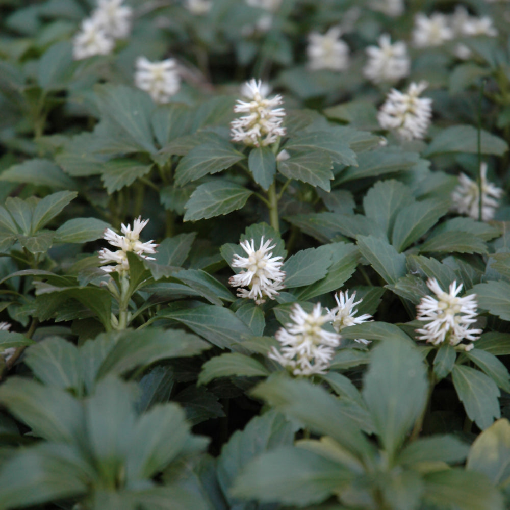 Japanese Spurge