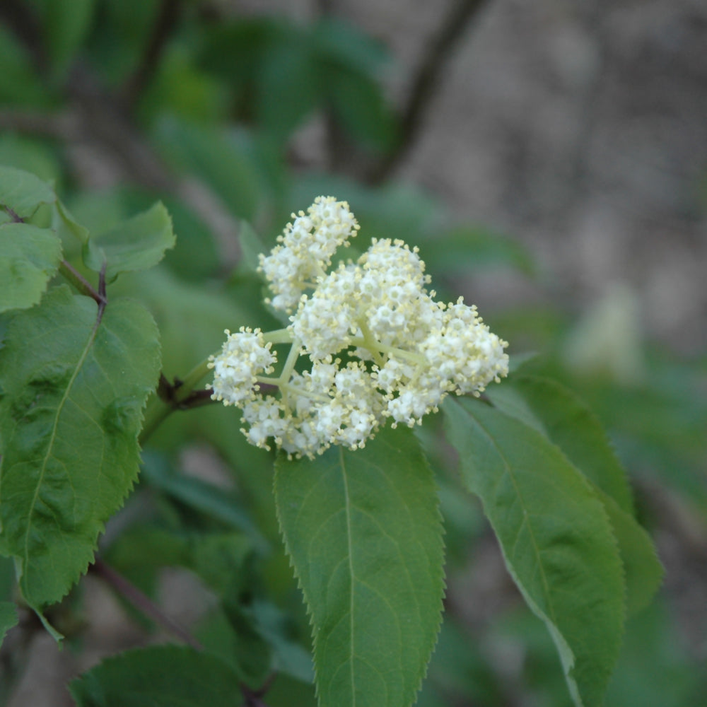 Sambucus canadensis