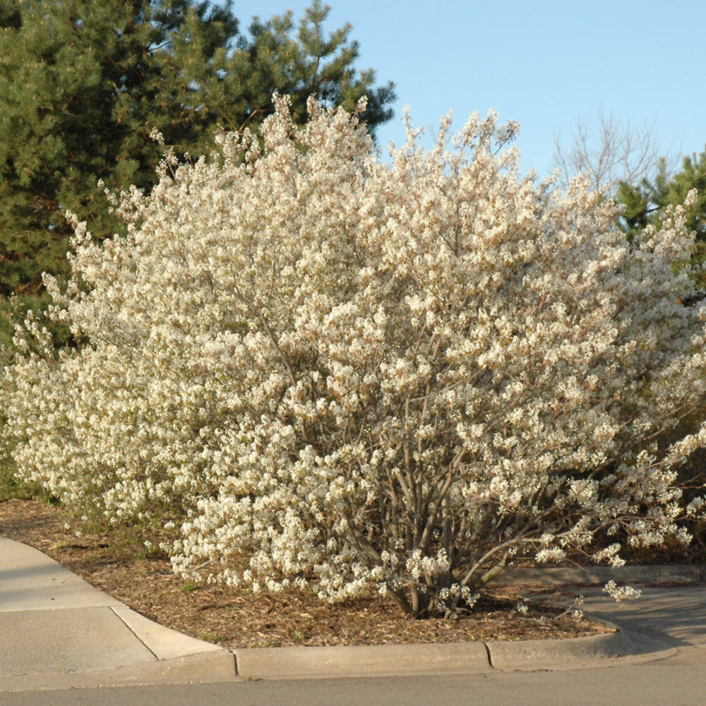 Amelanchier canadensis