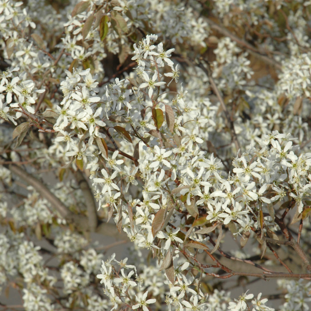 Shadblow Serviceberry