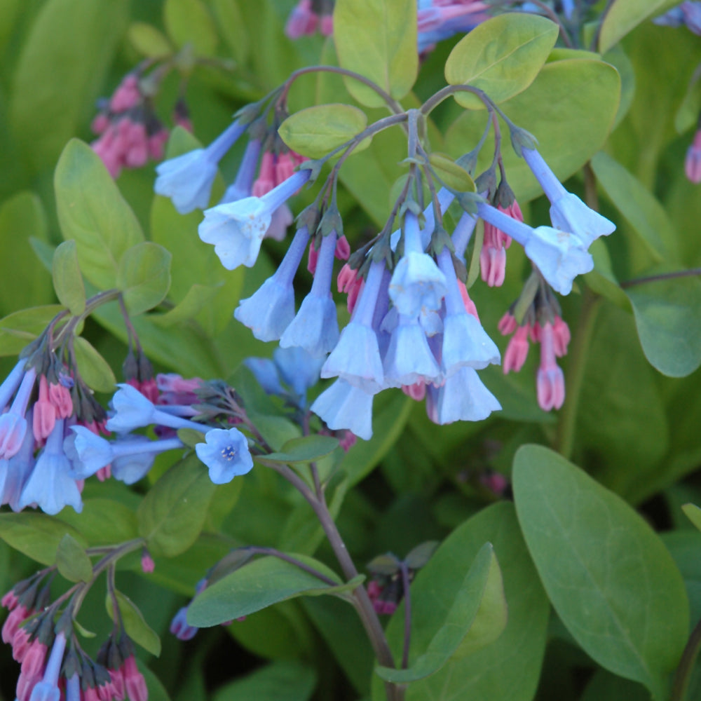 Mertensia virginica