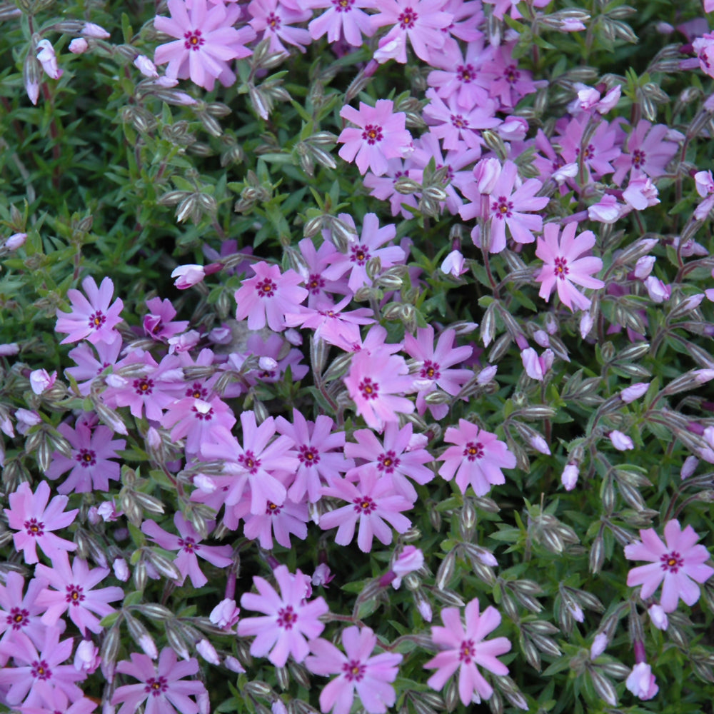 Phlox subulata 'Fort Hill'