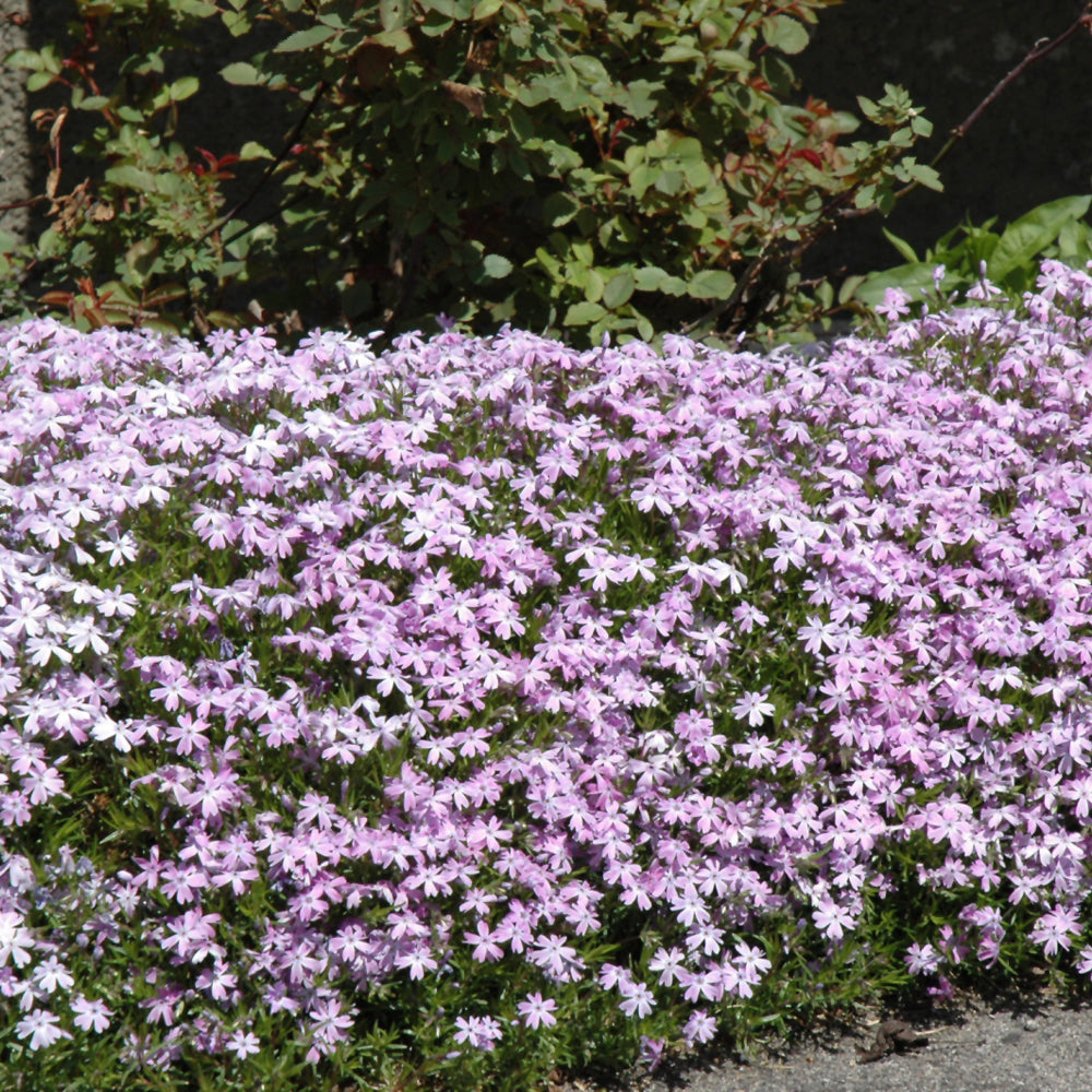 Emerald Blue Moss Phlox