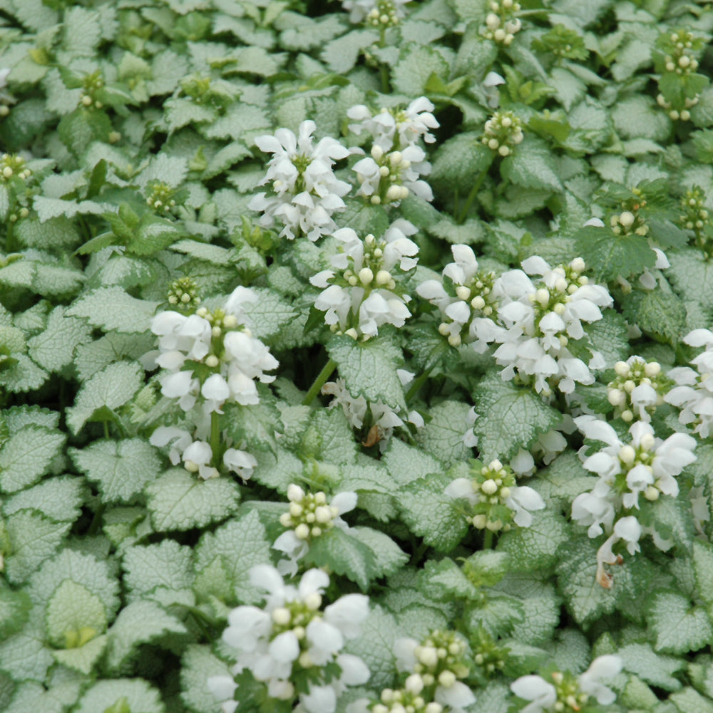 Lamium maculatum 'White Nancy'