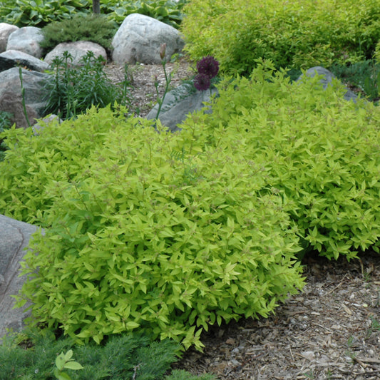 Spiraea japonica 'Goldmound'