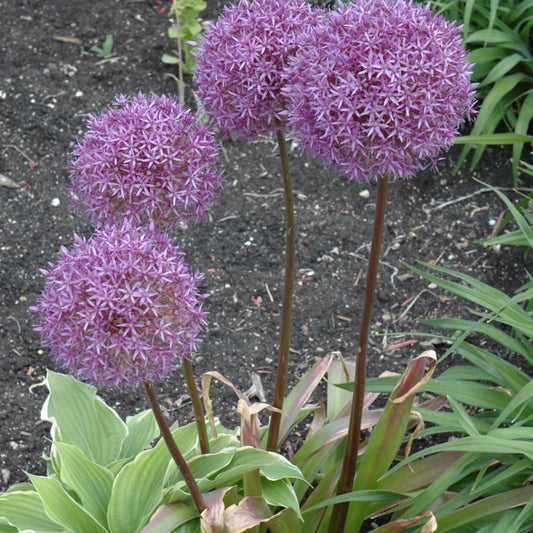 Allium 'Pinball Wizard'