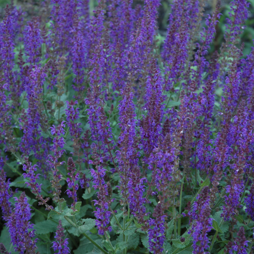 Salvia x sylvestris 'May Night'