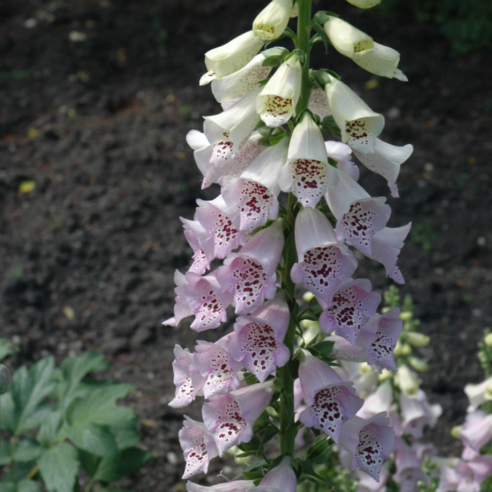 Digitalis purpurea 'Camelot Lavender'