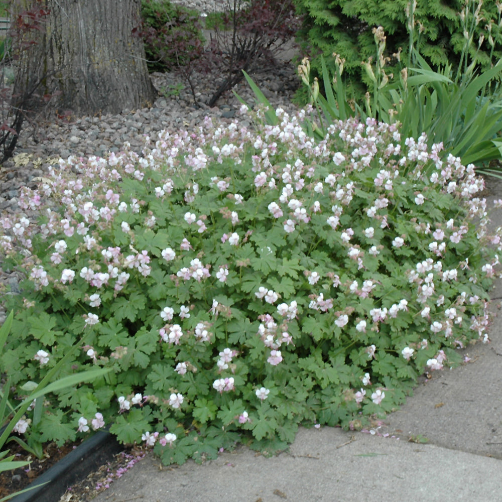 Biokovo Cranesbill