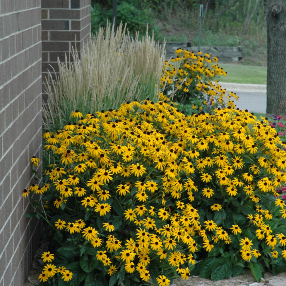 Goldsturm Coneflower