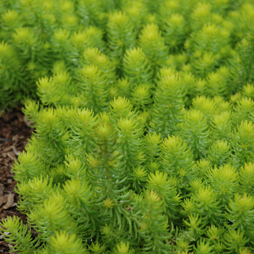 Angelina Stonecrop