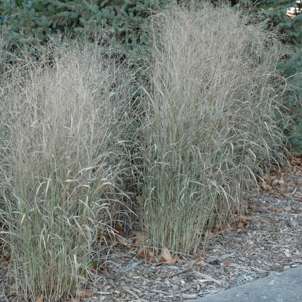 Shenandoah Reed Switch Grass