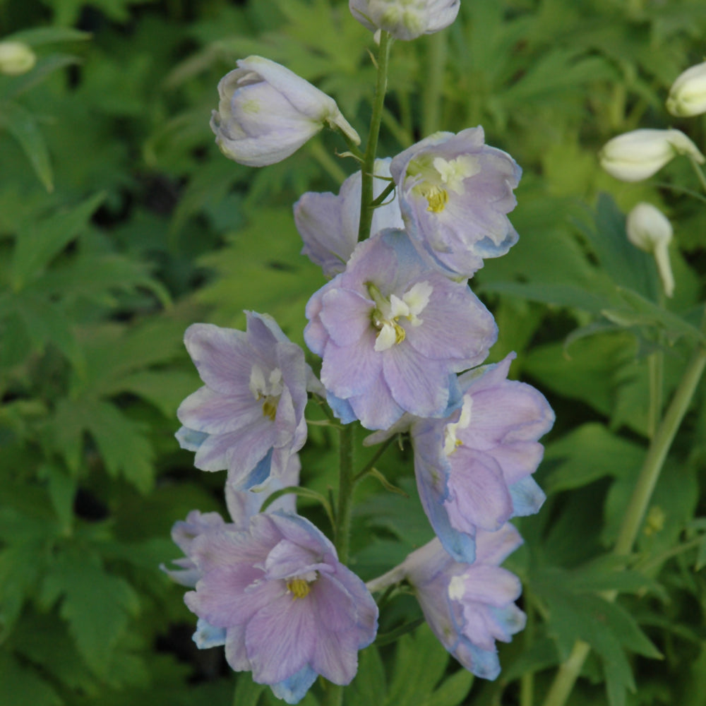 Guardian Lavender Larkspur