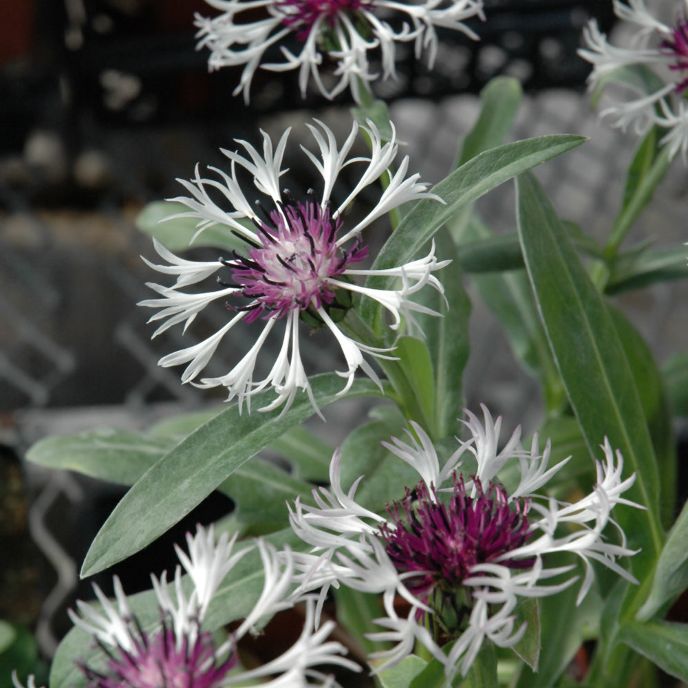 Centaurea montana 'Amethyst In Snow'