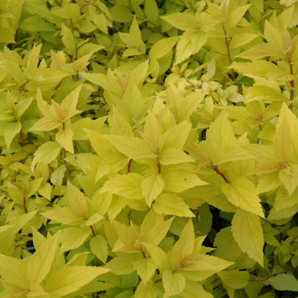 Goldmound Spirea