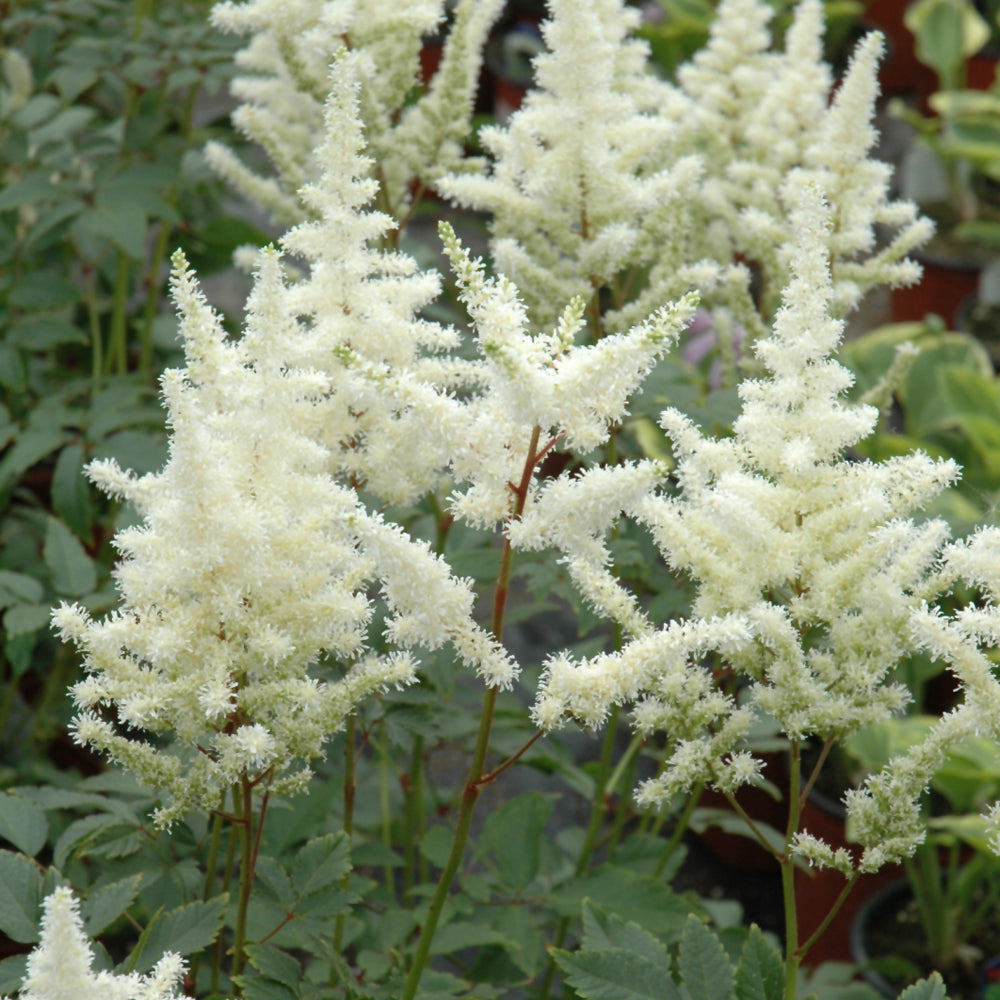 Astilbe x arendsii 'Bridal Veil'