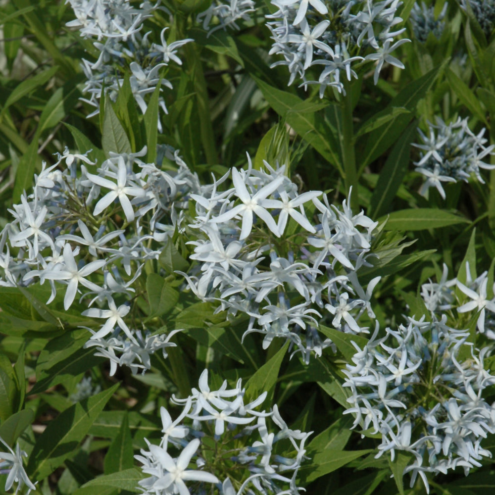 Amsonia tabernaemontana