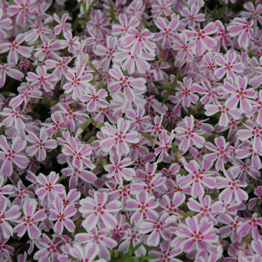 Phlox subulata 'Candy Stripe'