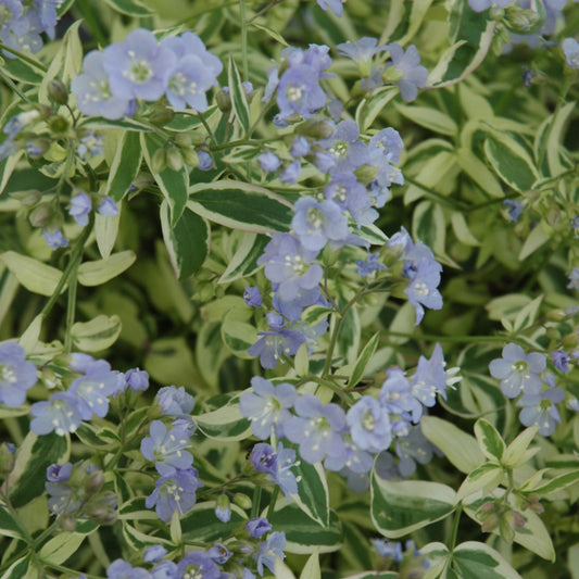 Polemonium 'Stairway To Heaven'