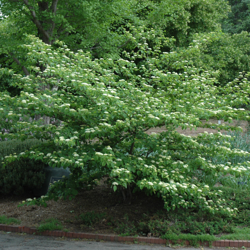 Cornus alternifolia