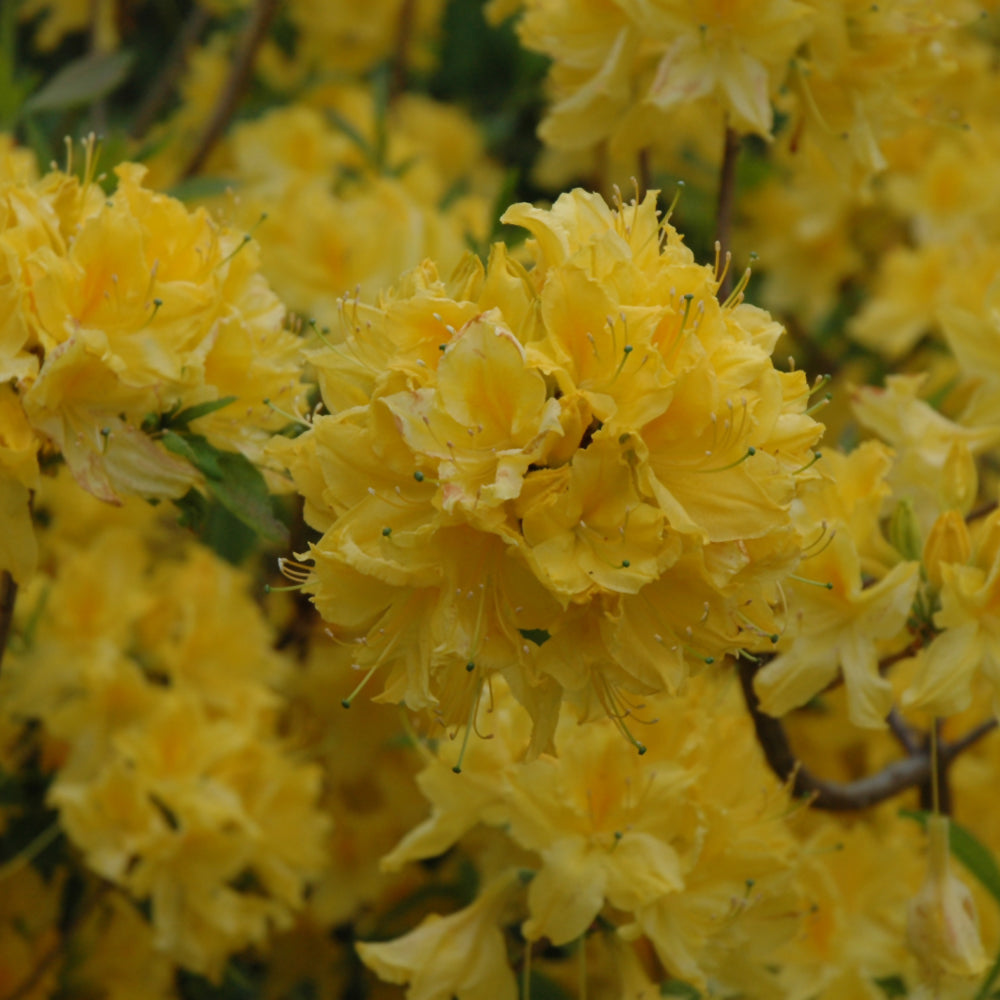 Rhododendron 'Lemon Lights'