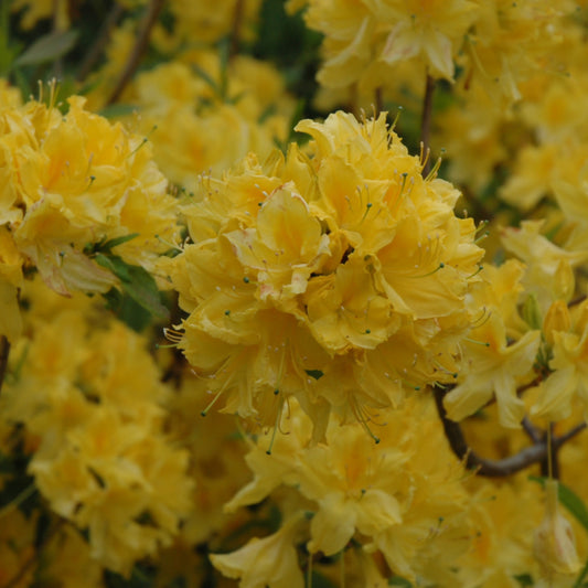 Rhododendron 'Lemon Lights'