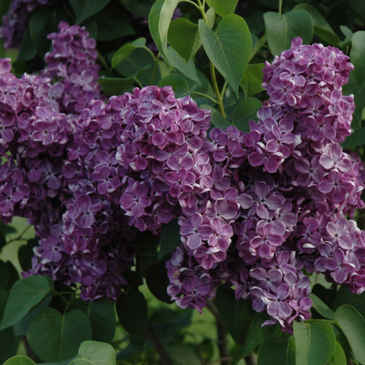 Syringa vulgaris 'Yankee Doodle'