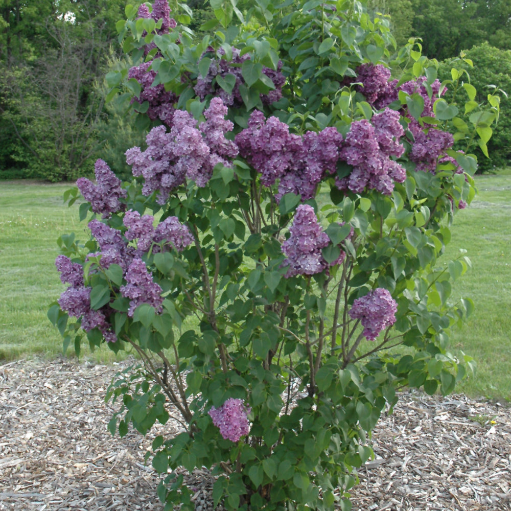 Yankee Doodle Lilac