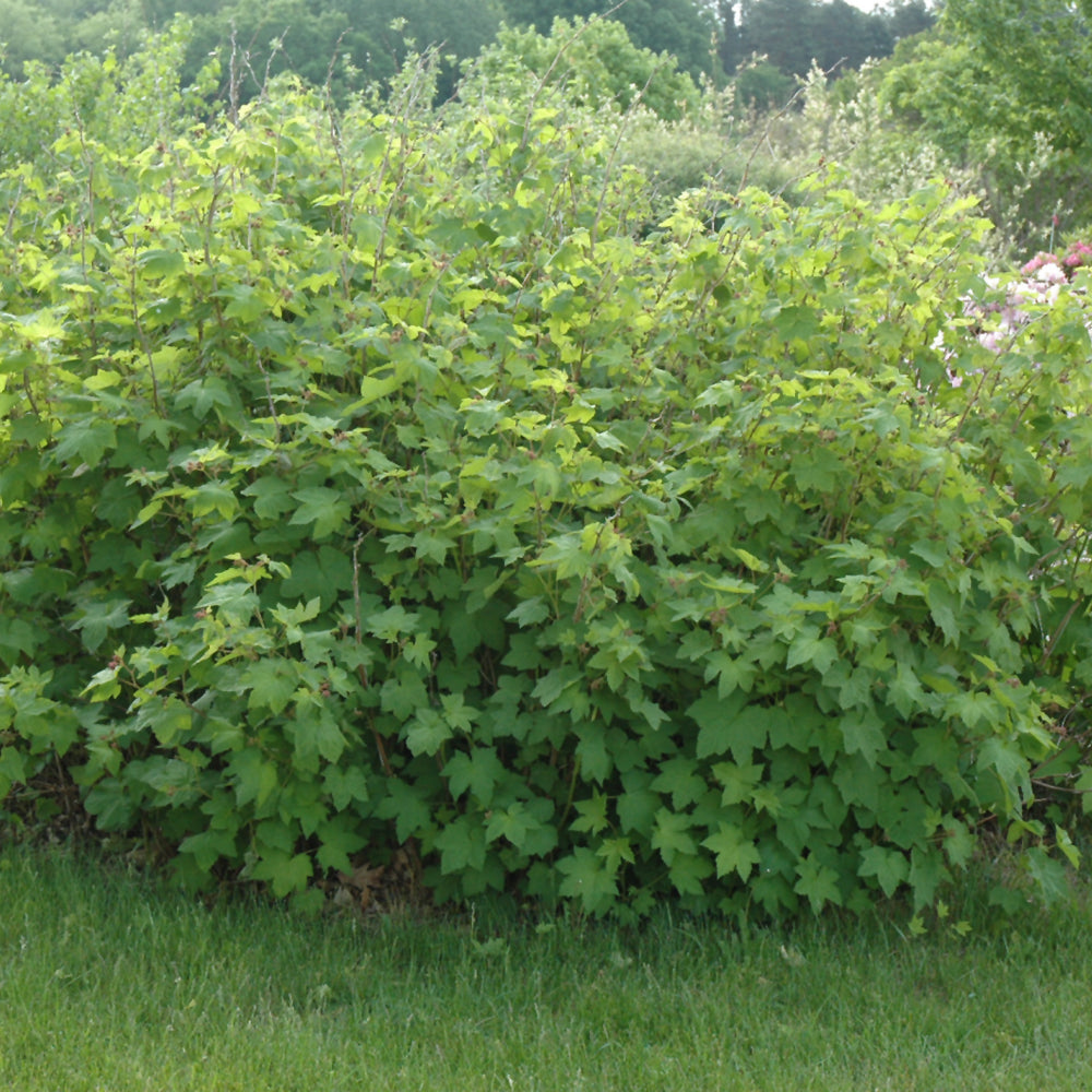 Flowering Raspberry – Weston Nurseries