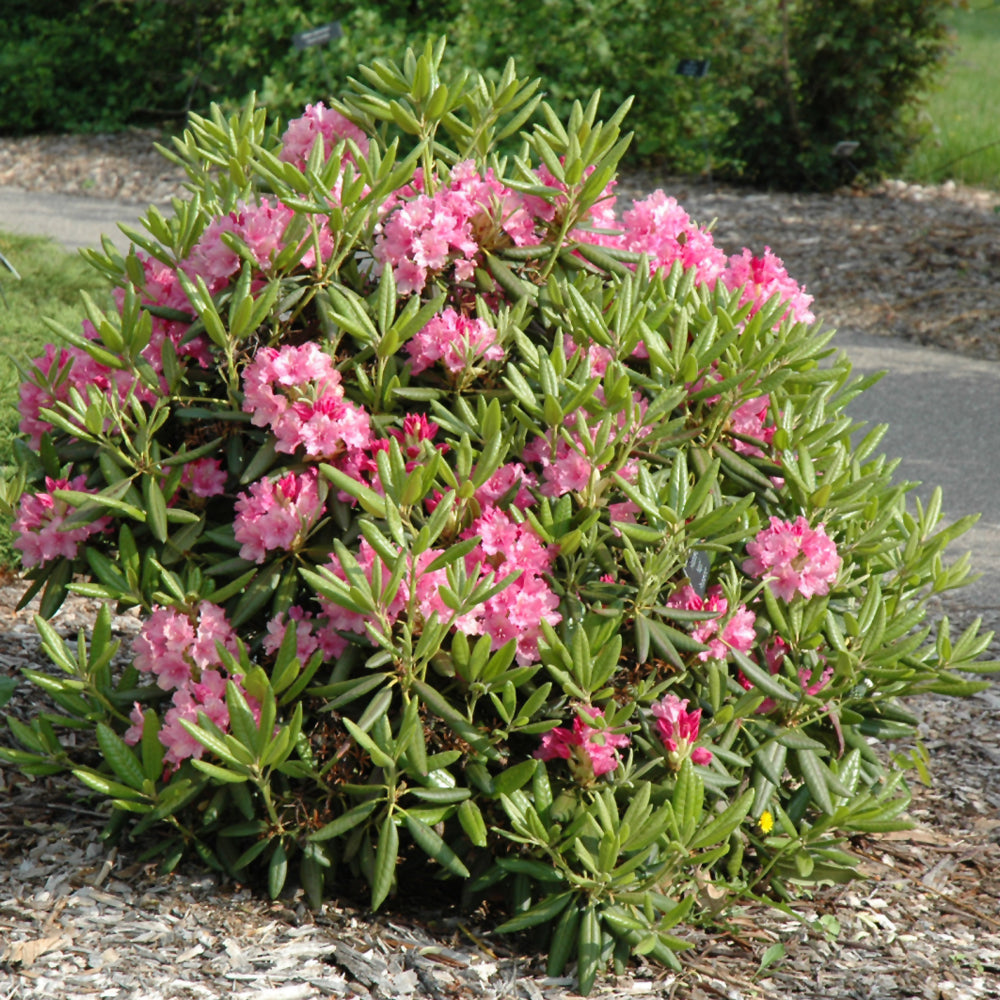 Haaga Rhododendron