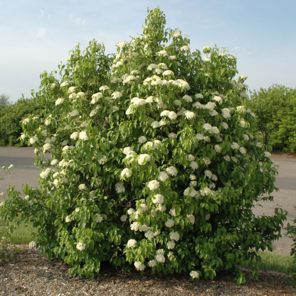 Viburnum lentago