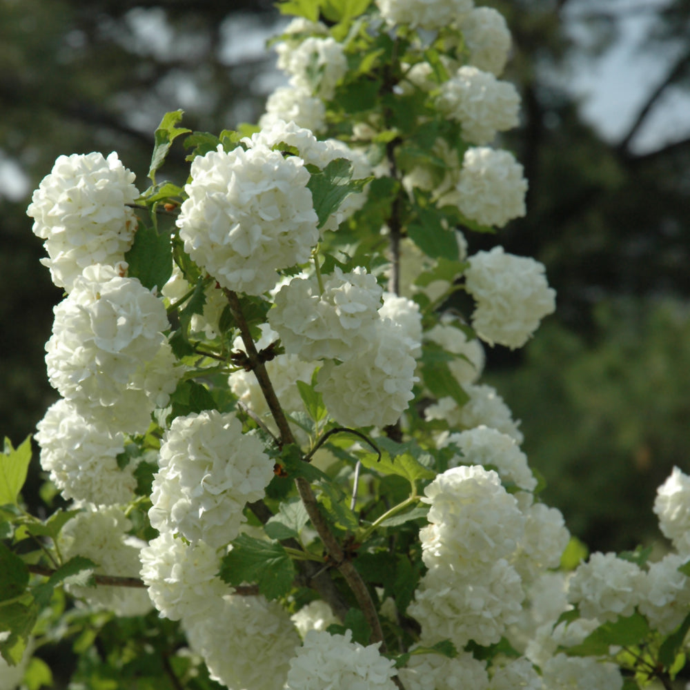 Snowball Viburnum