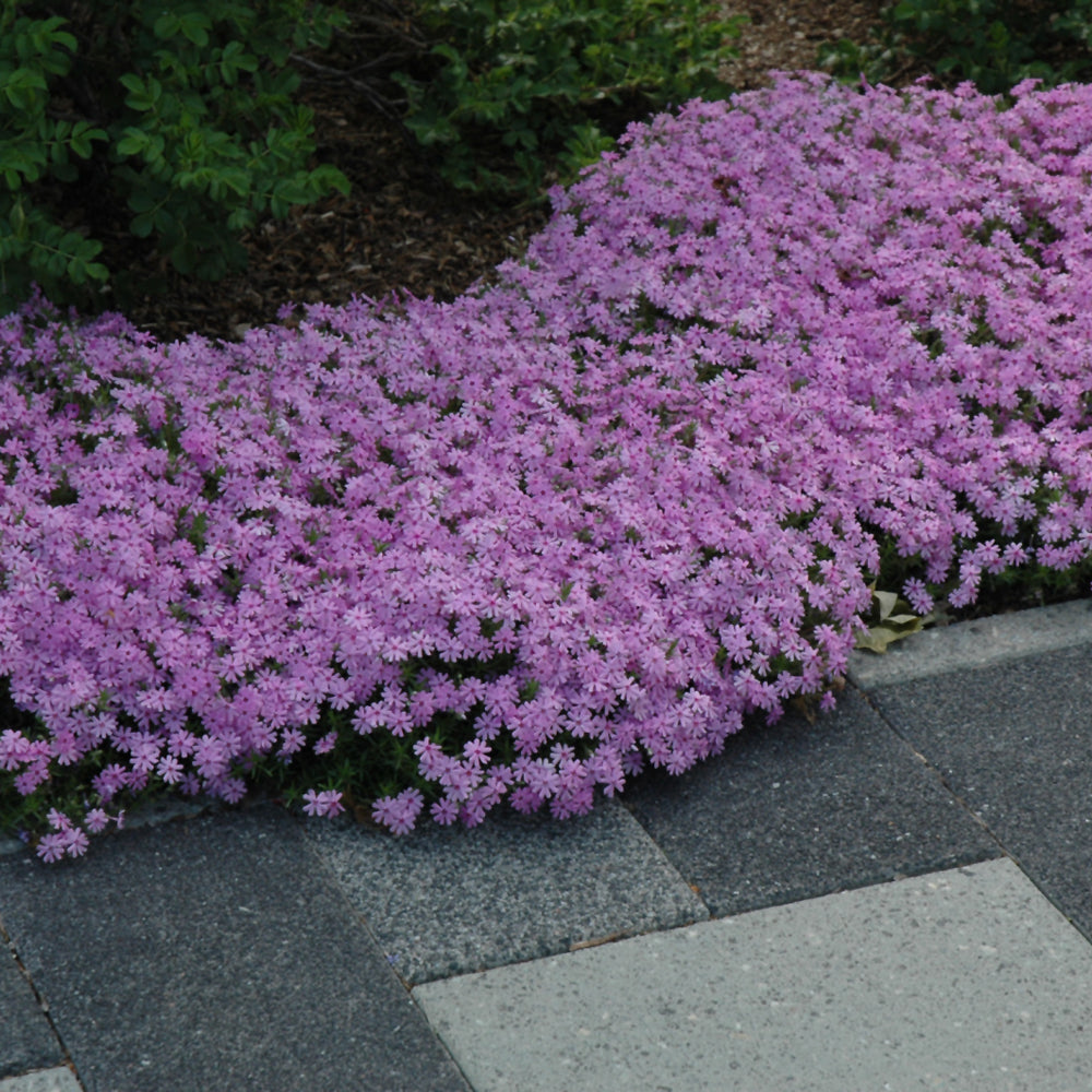 Fort Hill Moss Phlox