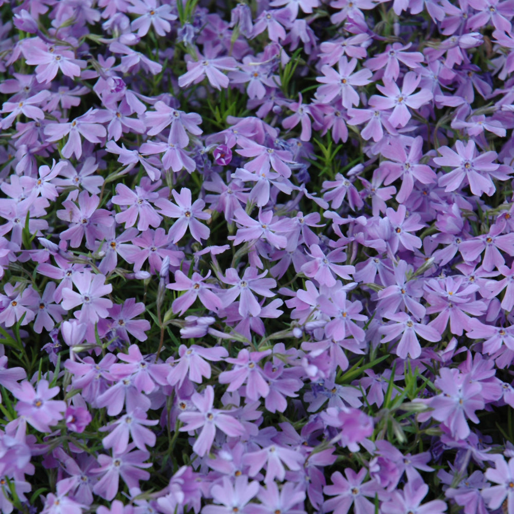 Phlox subulata 'Emerald Blue'