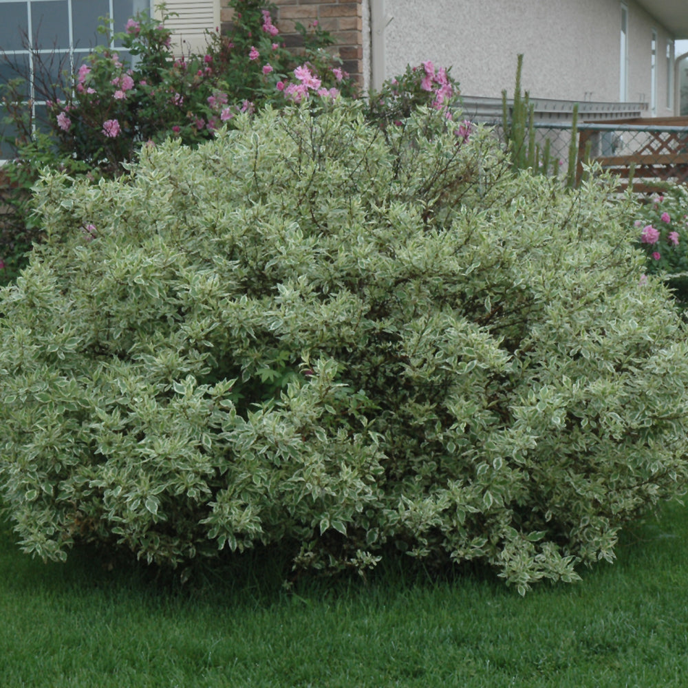 Cornus alba 'Ivory Halo'