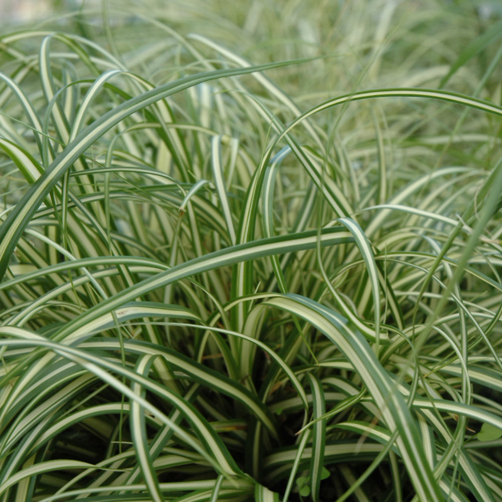 Carex oshimensis 'Evergold'