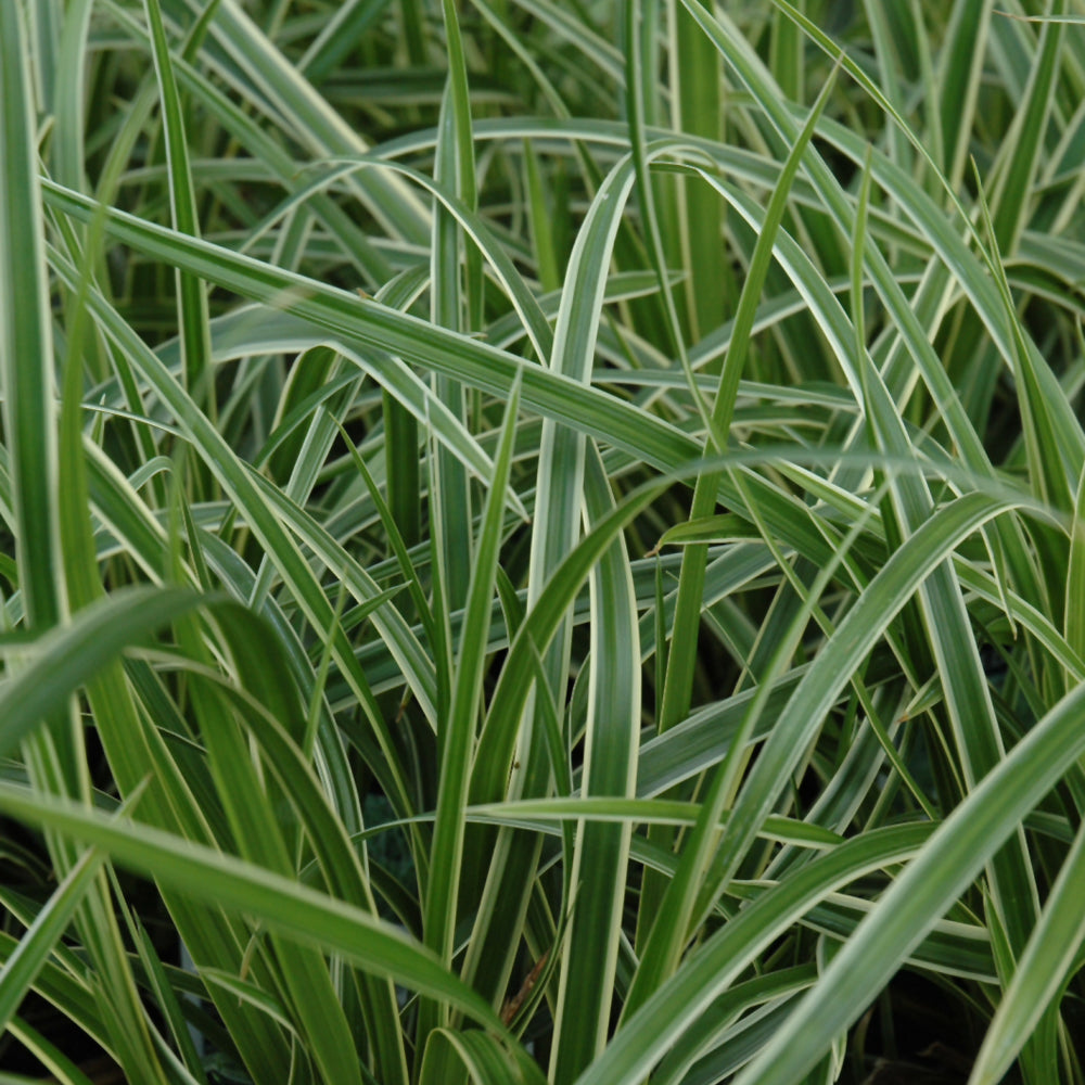 Carex morrowii 'Ice Dance'