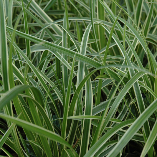 Carex morrowii 'Ice Dance'