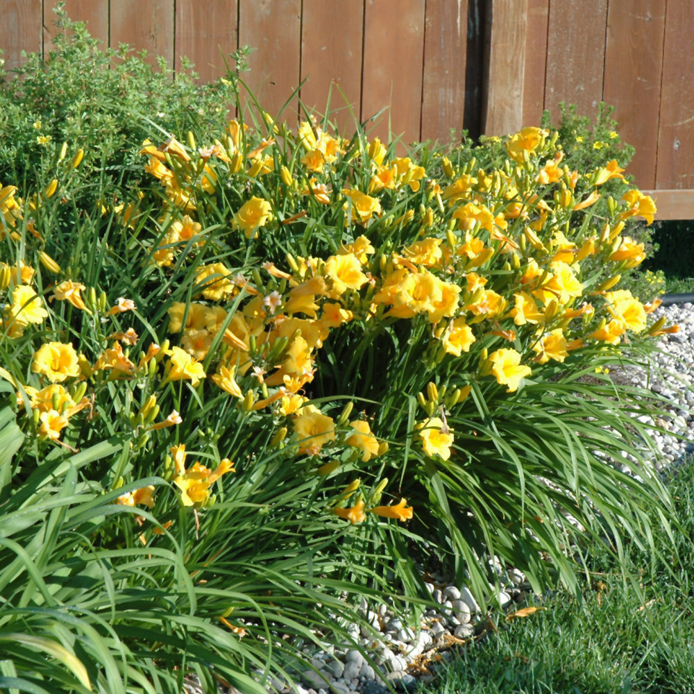 Stella de Oro Daylily