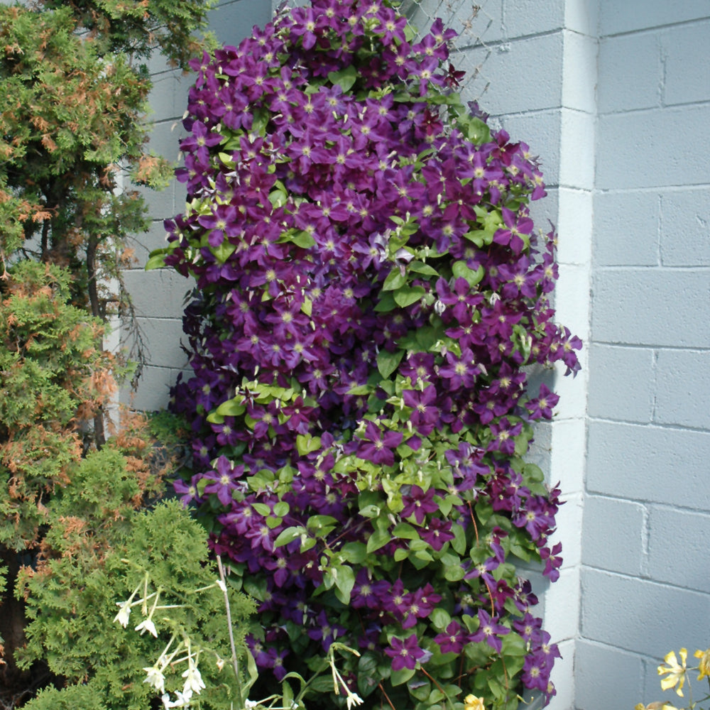 Jackmanii Superba Clematis