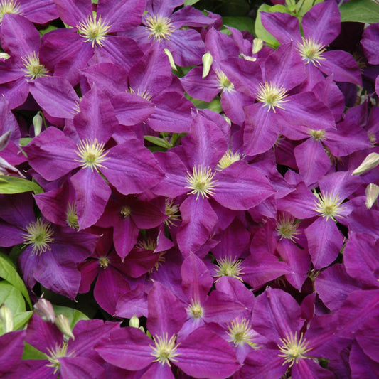 Clematis 'Jackmanii Superba'