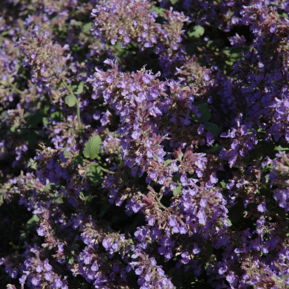 Walker's Low Catmint