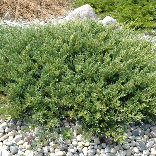 Juniperus horizontalis 'Plumosa Compacta'