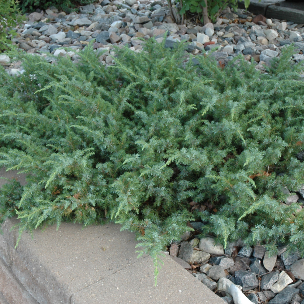 Juniperus communis 'AmiDak'