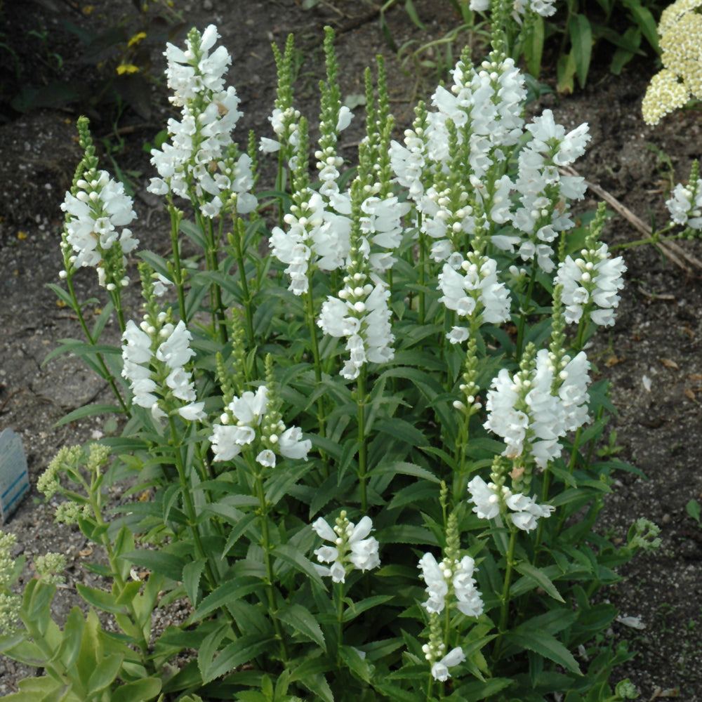 Miss Manners Obedient Plant