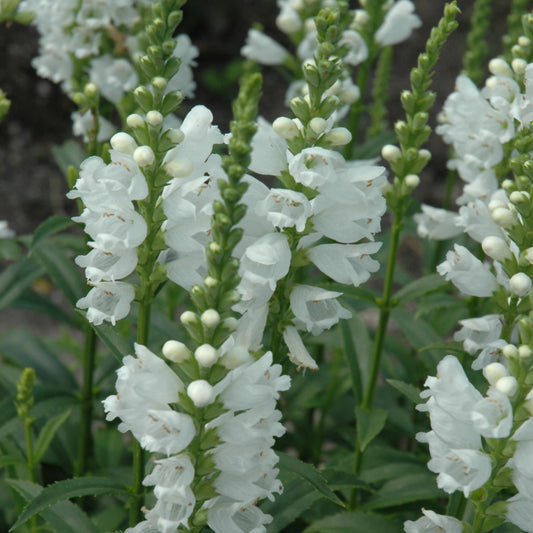 Physostegia virginiana 'Miss Manners'