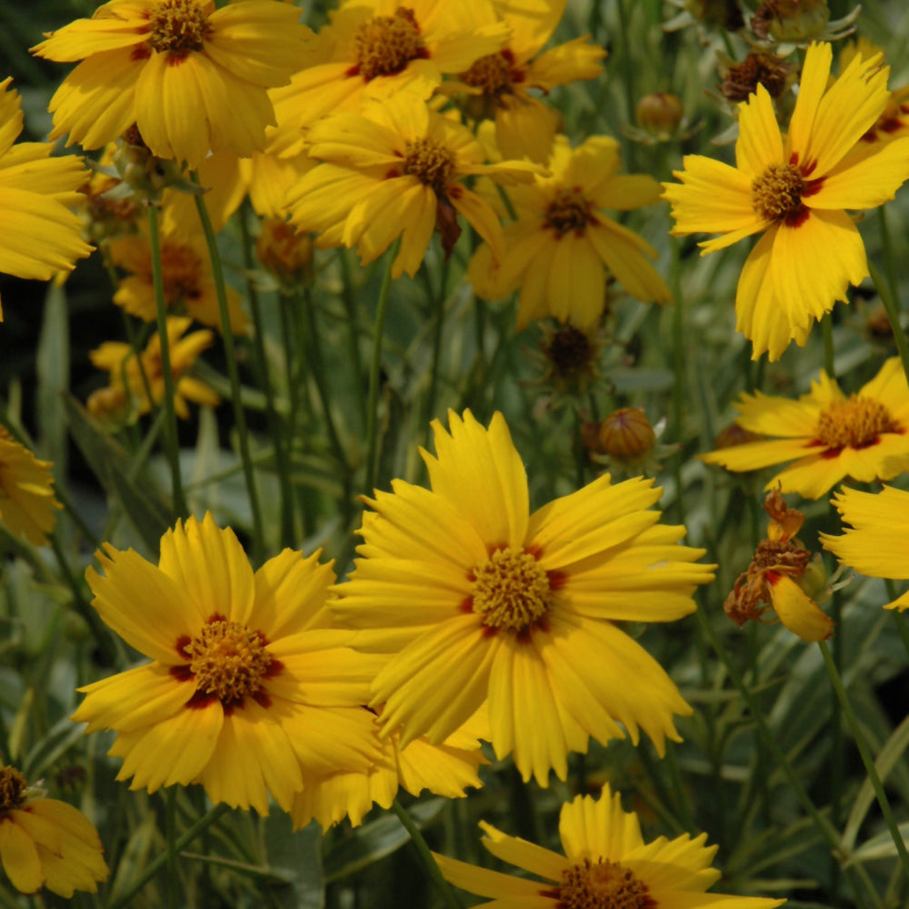 Coreopsis 'Tequila Sunrise'