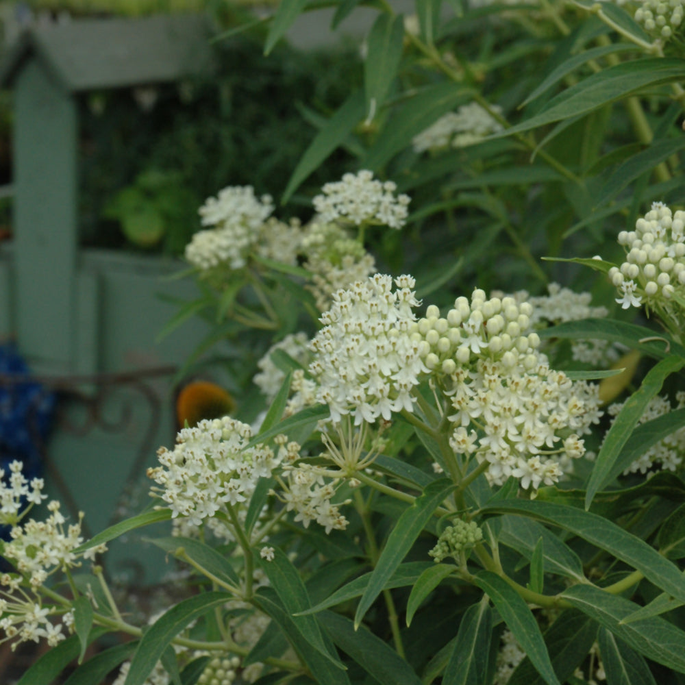 Ice Ballet Milkweed