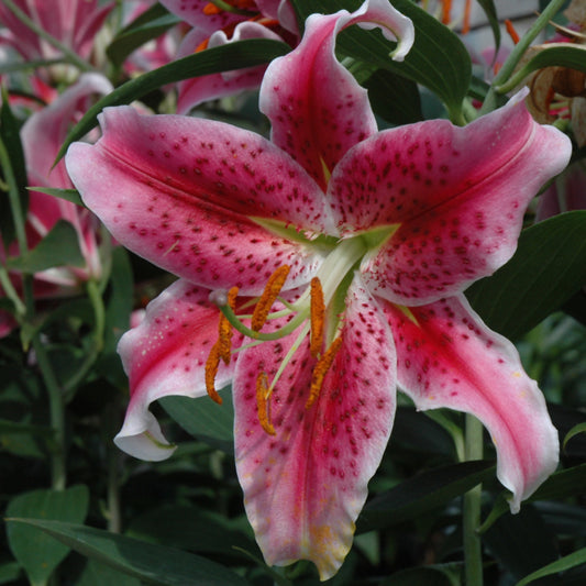 Lilium 'Stargazer'